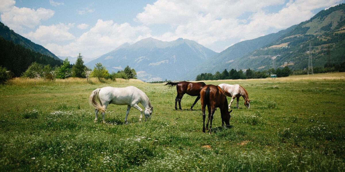 Reiterhof Pferde im Sommer im Chaletdorf