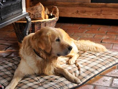 Chalet-Urlaub mit Hund